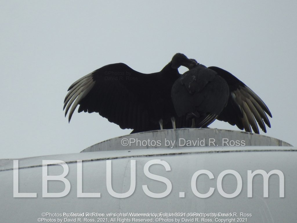 ‘BuzzARD Love on the water tower’ Dover, TN Land Between the Lakes area, Land