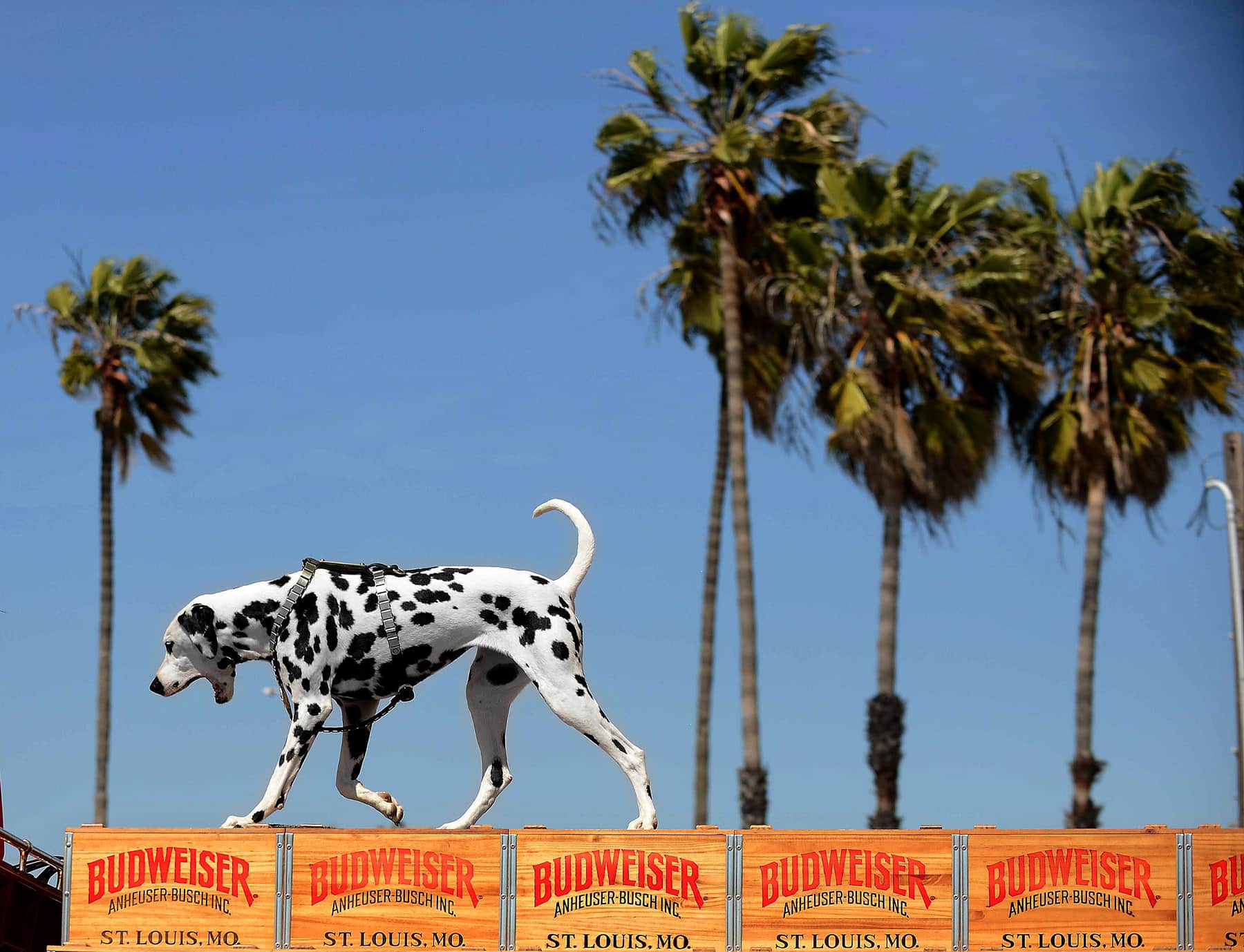 Budweiser Clydesdales make their way down 2nd Street in Belmont Shore