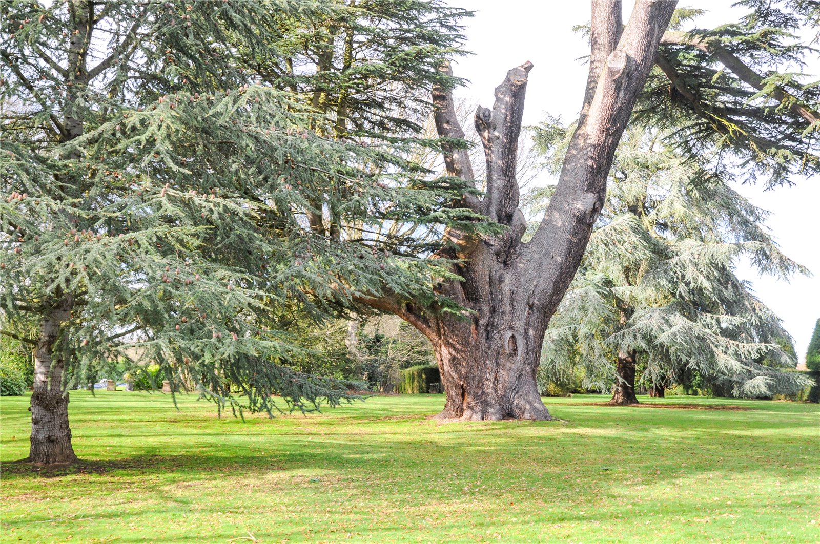 Photos of Westwood Park, Little Horkesley, Colchester CO6 61941436 PrimeLocation