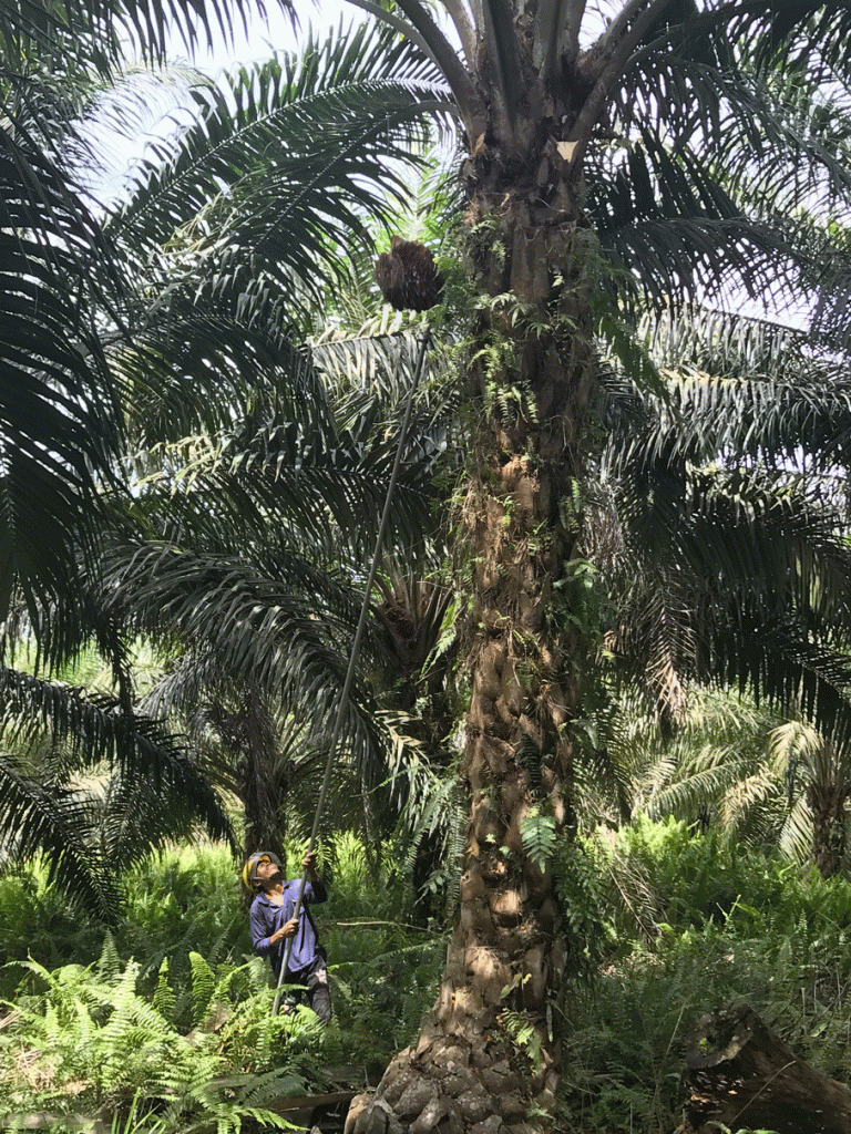 Press release on certified palm oil 2.0 LCA consultants