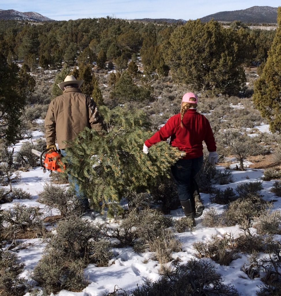 Christmas Tree Cutting Permit Az 2023 BLM Ely District Office selling Christmas treecutting permits