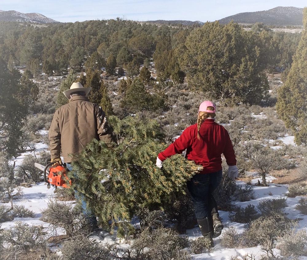 BLM Ely District selling Christmas treecutting permits