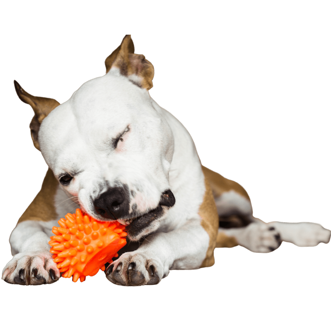 What Makes A Dog Happy