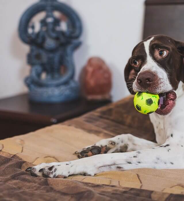 How much should I charge to watch a dog for 8 hours? Leia aqui How