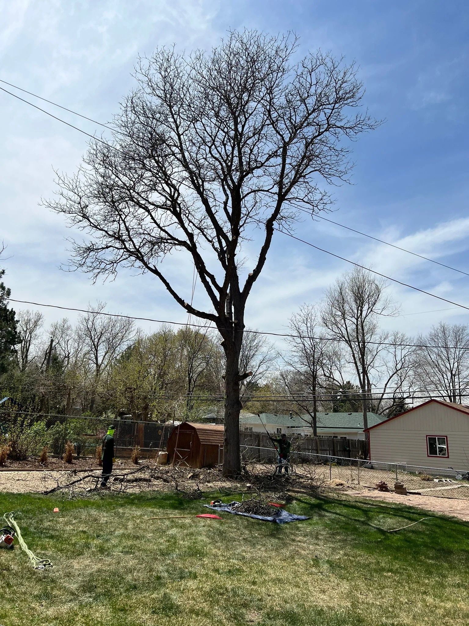 Gallery Tree Services in Denver CO, Tree Pruning in Denver CO, Bush