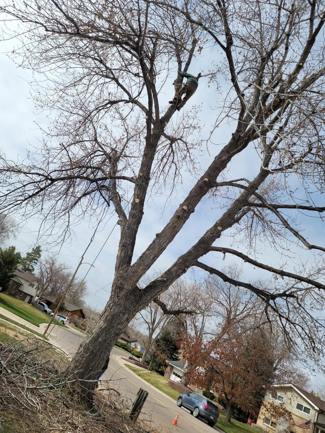 Gallery Tree Services in Denver CO, Tree Pruning in Denver CO, Bush