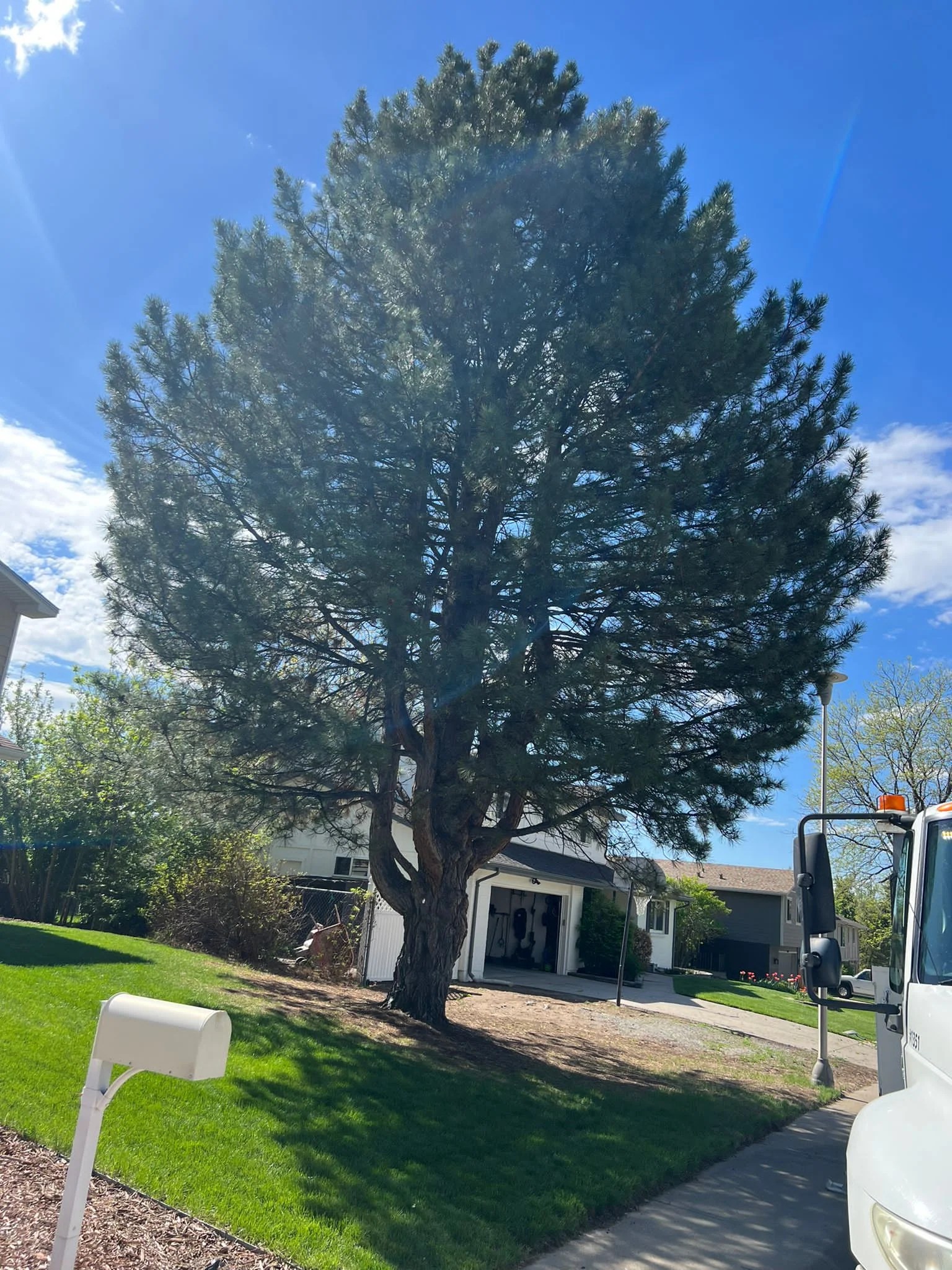 Gallery Tree Services in Denver CO, Tree Pruning in Denver CO, Bush