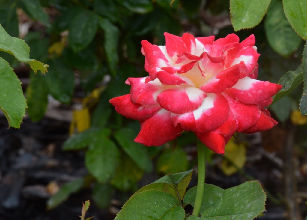 White Rose with Red Tips IN MY VIEWFINDER