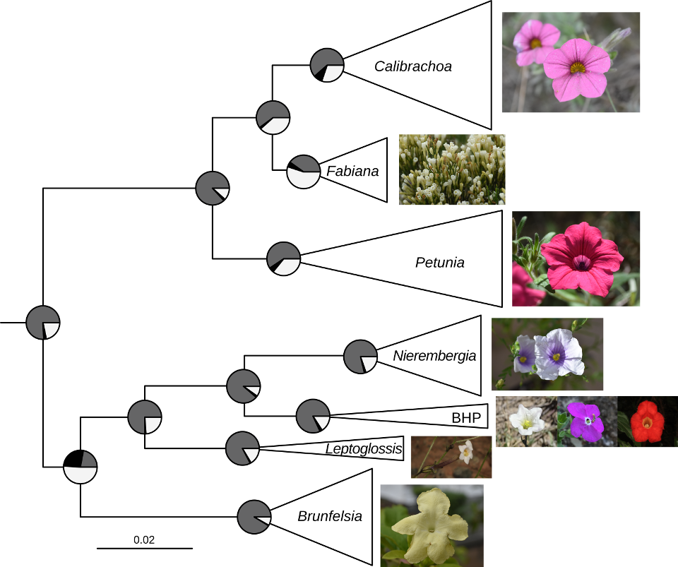 New preprint Evolution of flower color genes in petunias and their