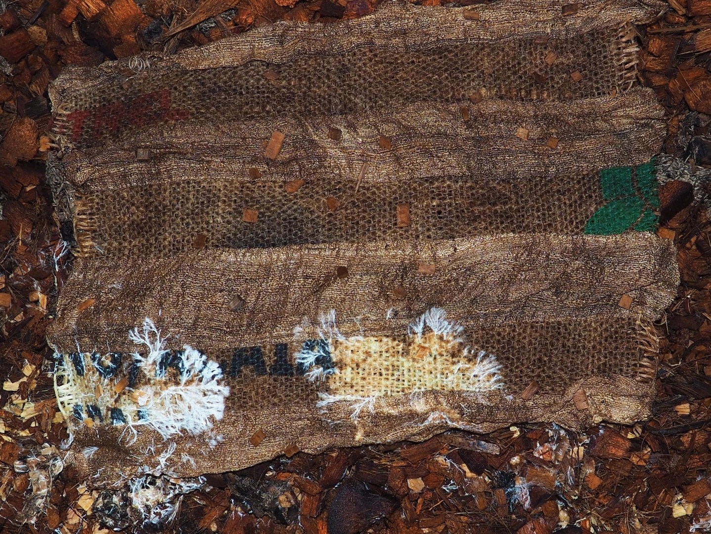 London Design Festival — Mycelium Textile with Helena Elston
