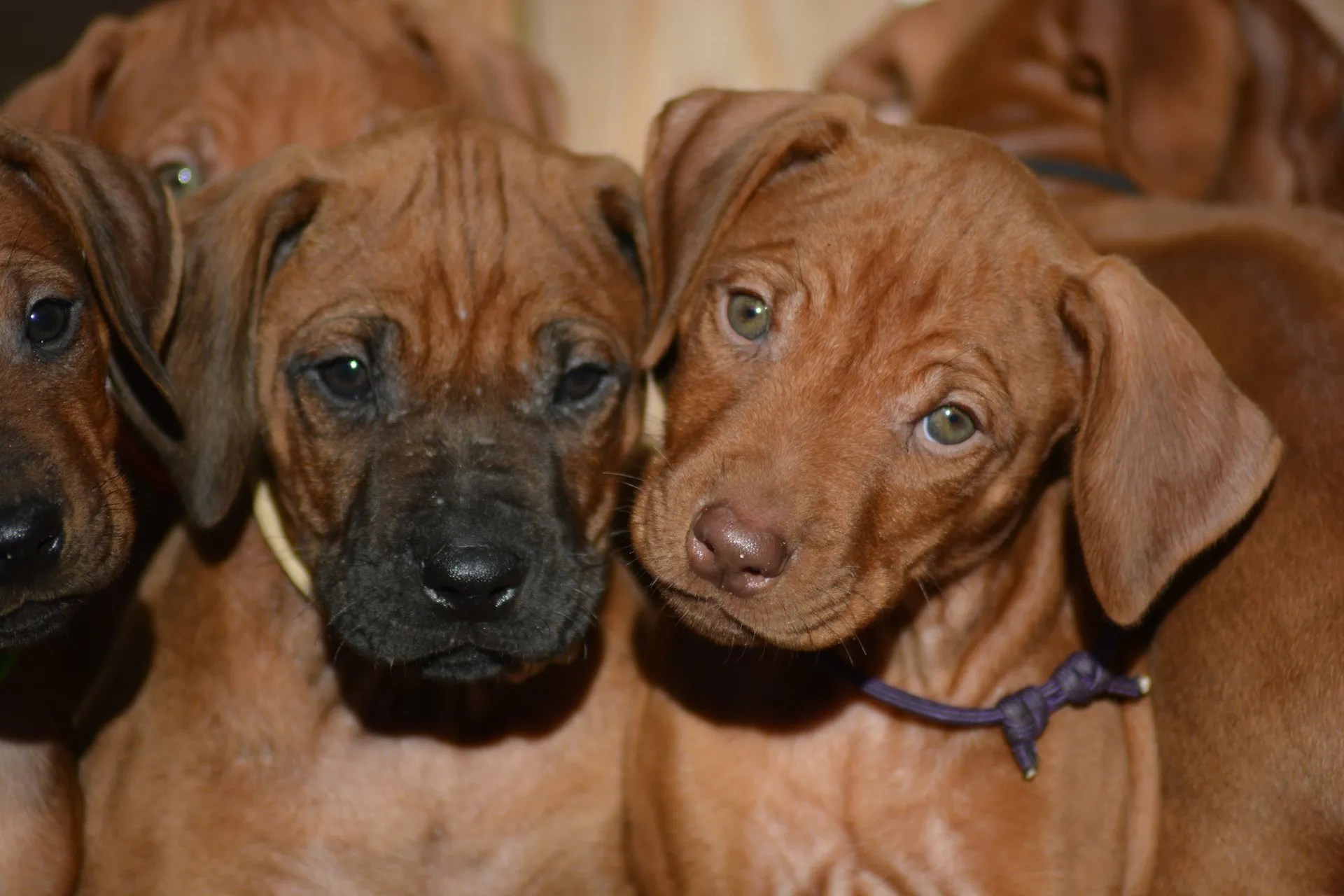DRRC e. V. Deutscher Rhodesian Ridgeback Club