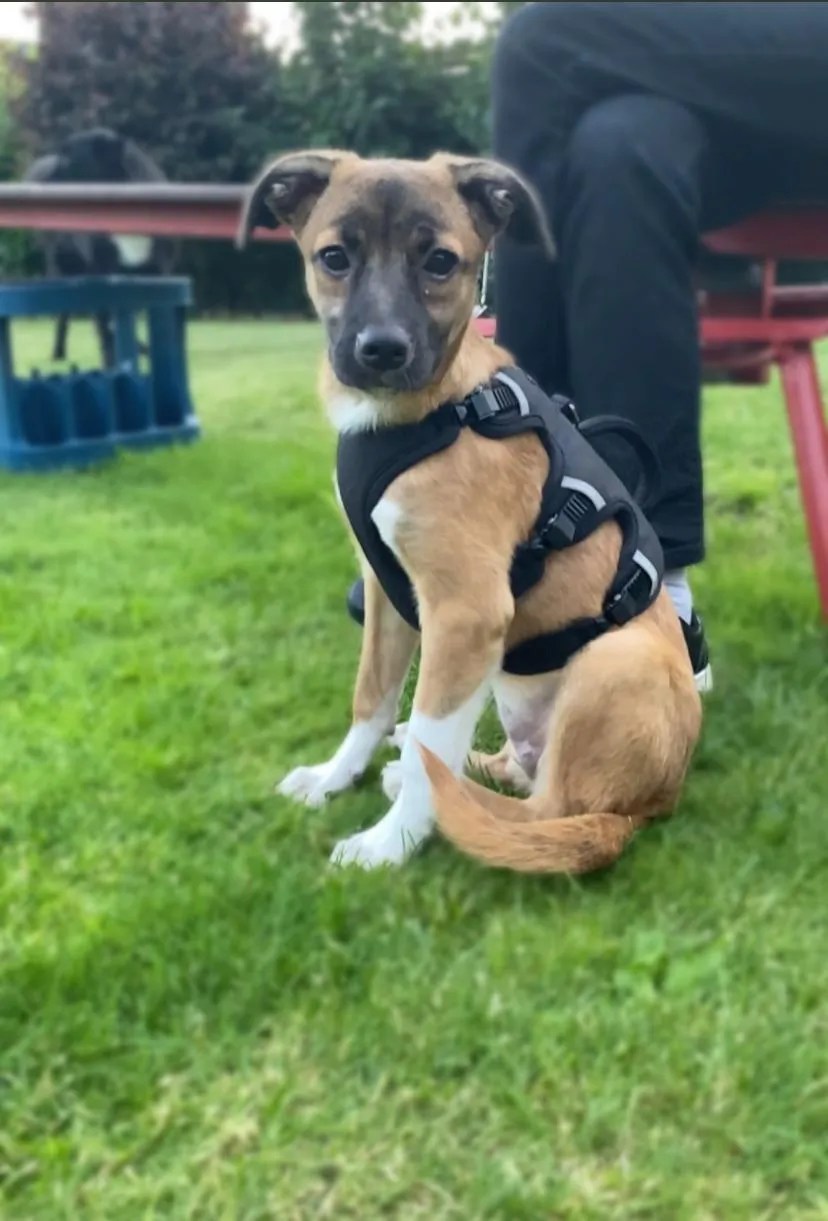 Hunde bereits in Deutschland