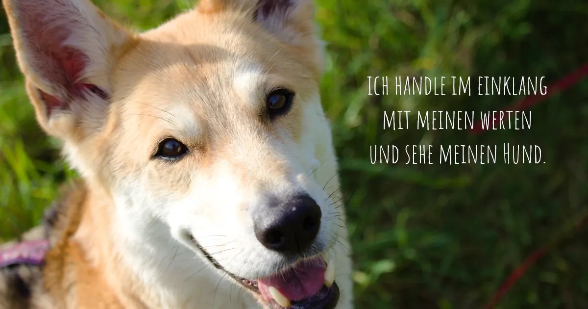Mein Leben nach und mit der VIP Dogs Academy von Tina Schwarz