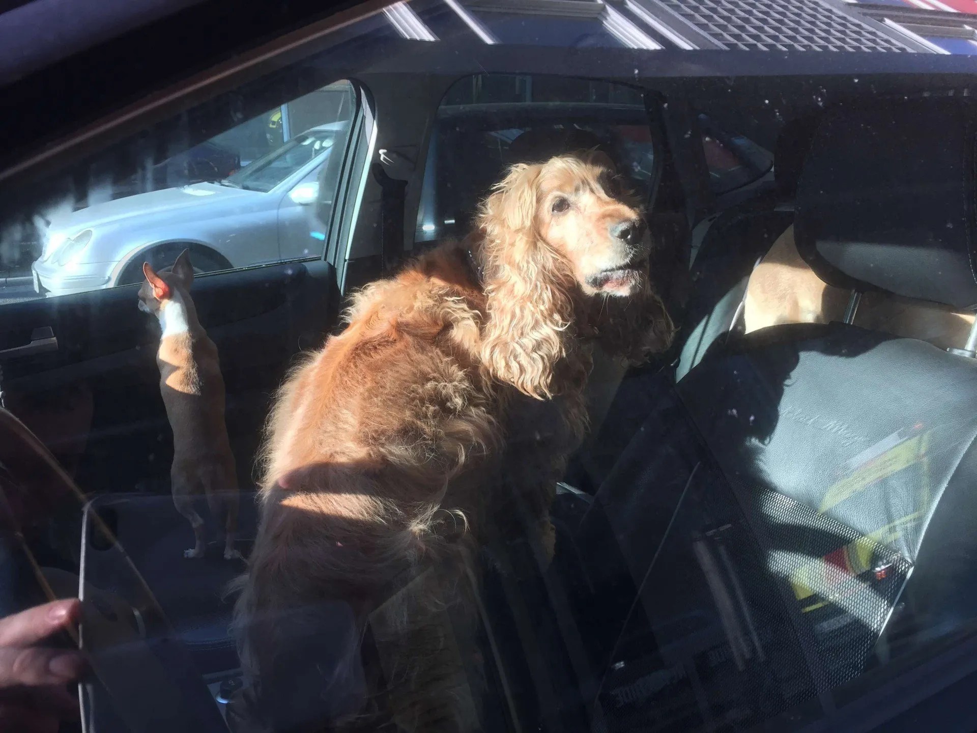 Hitzefalle Auto Wie Sie beim Hund sicher Hilfe leisten