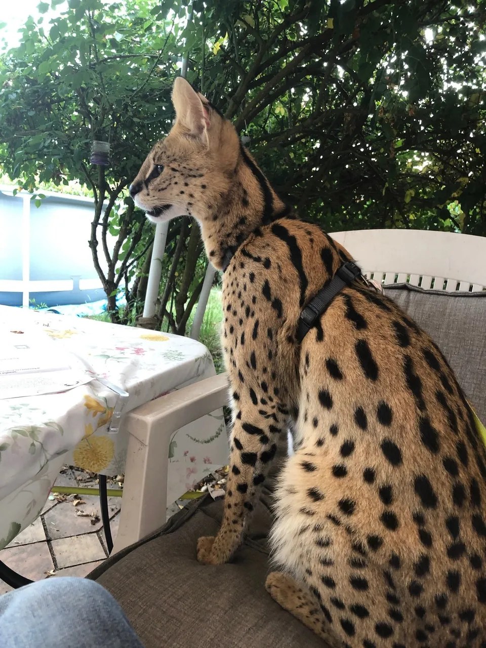 Savannah Katzen Zucht F1F5 Kitten, Savannahkatze,