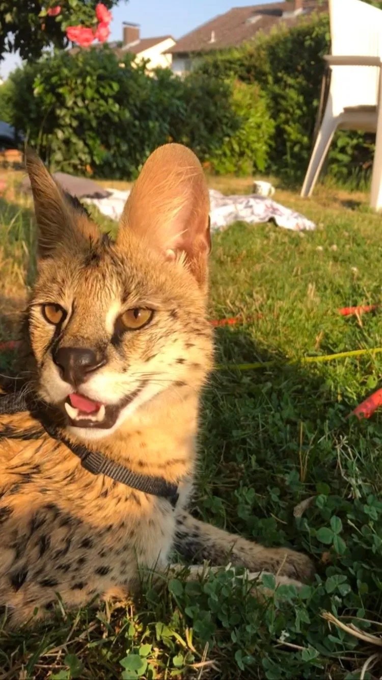 Savannah Katzen Zucht F1F5 Kitten, Savannahkatze,