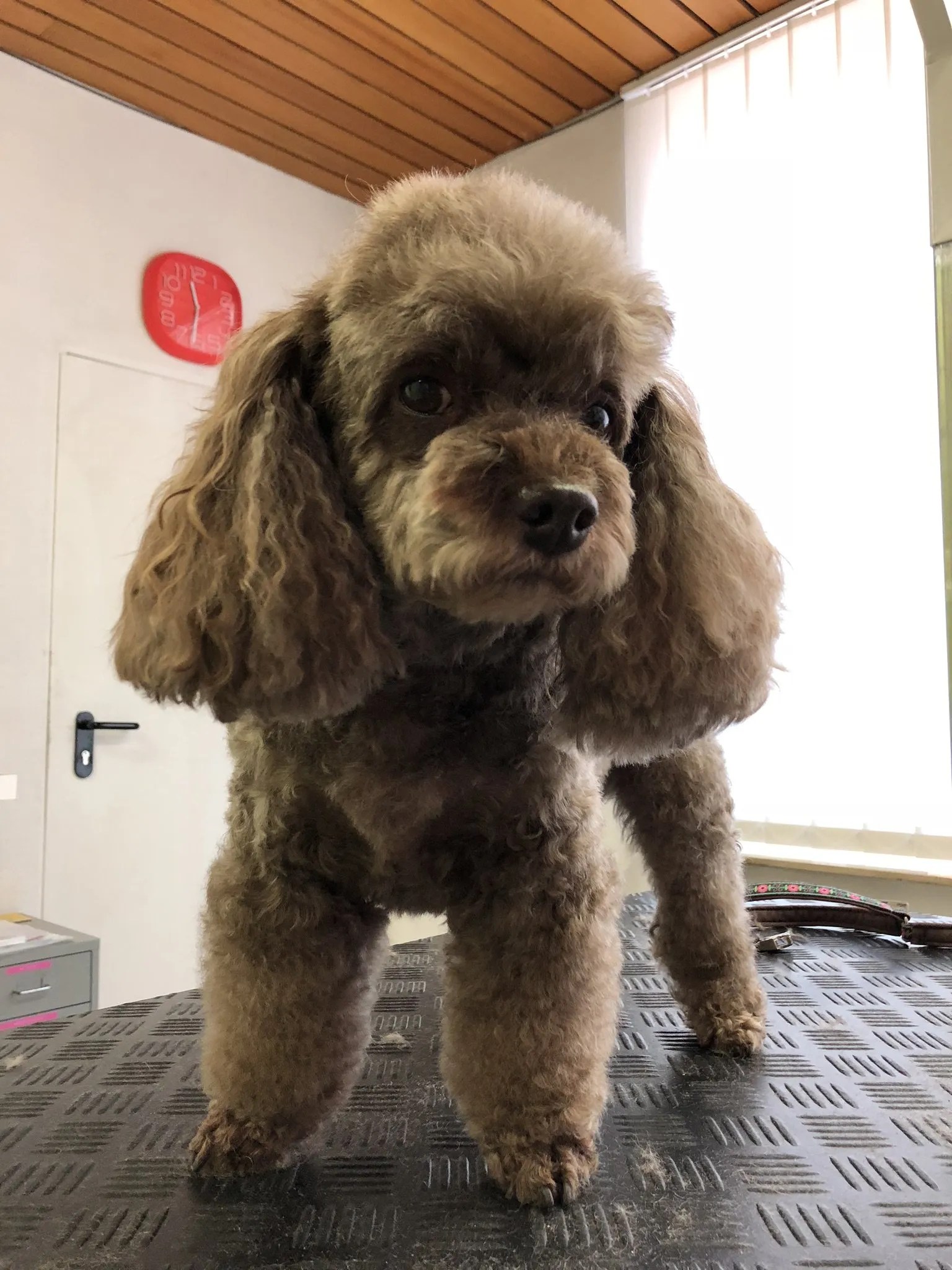 Salon FellHaarmonie Ihr Hundesalon in EsslingenSulzgries