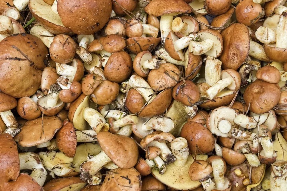 STUDIO USA CONFERMA EFFETTO ANTITUMORALE DEI FUNGHI