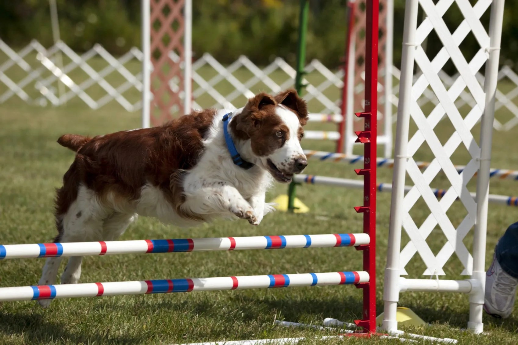 Hundesteuer in RheinlandPfalz