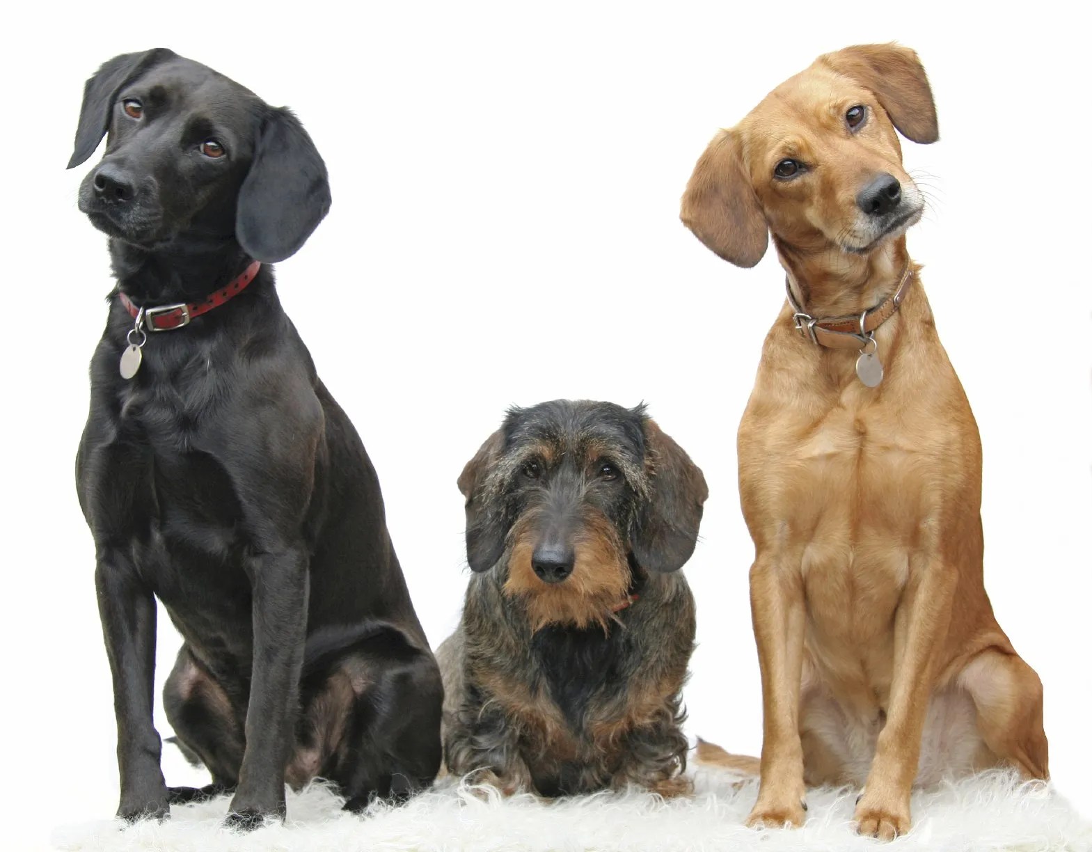 Die Barmenia HundeKrankenversicherung Tarife und Leistungen der