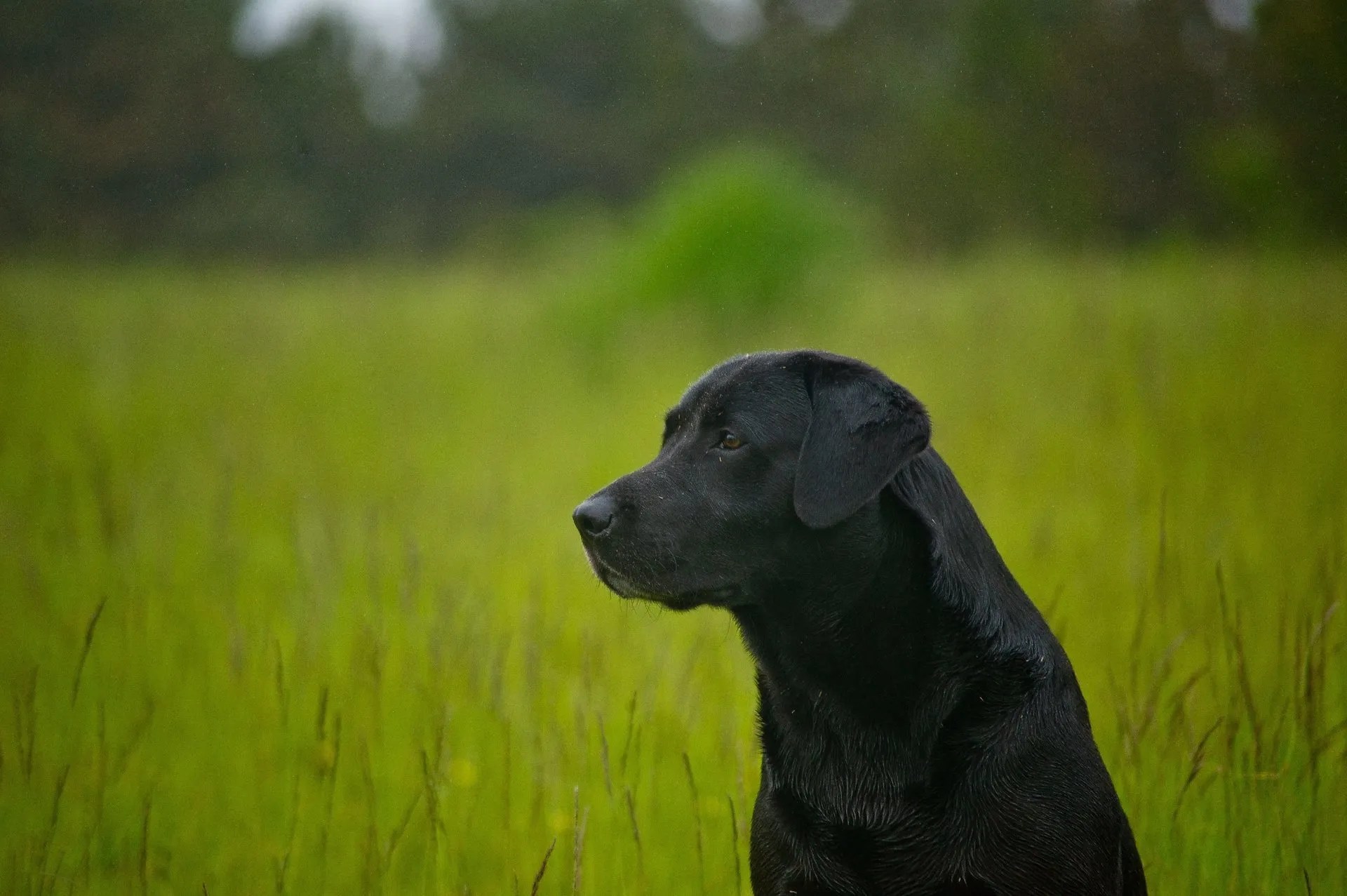 Moore Veterinary Service Housecall, Relief, and Event Veterinary Care