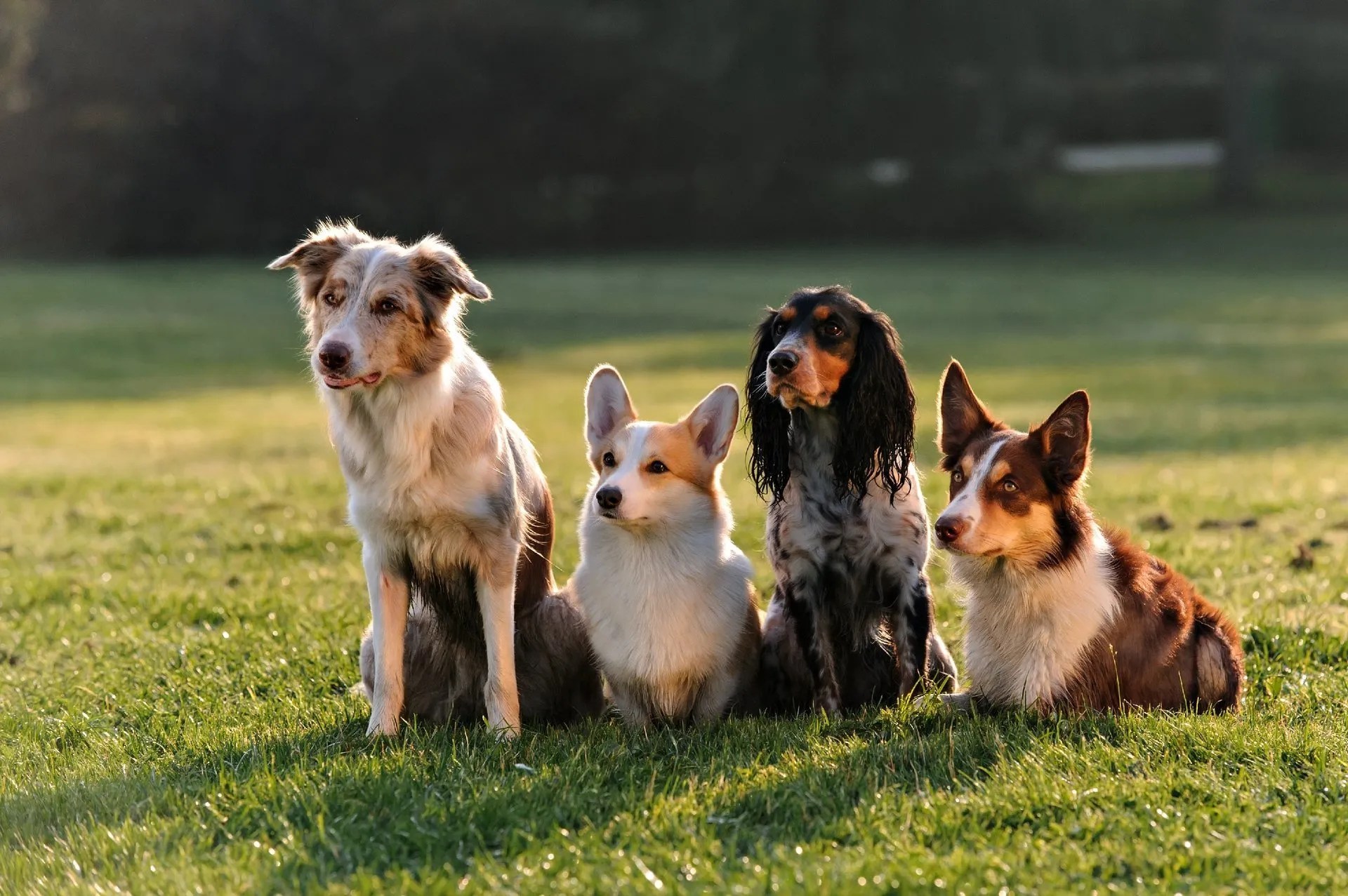 ABC for Dogs, Dog & puppy training near me, Medway, Kent