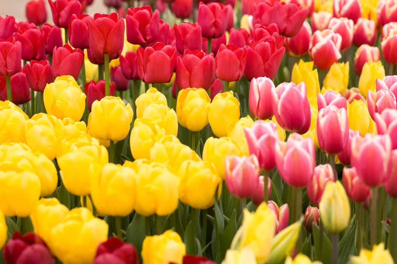 Garrion Bridges Garden Centre Visiting Info