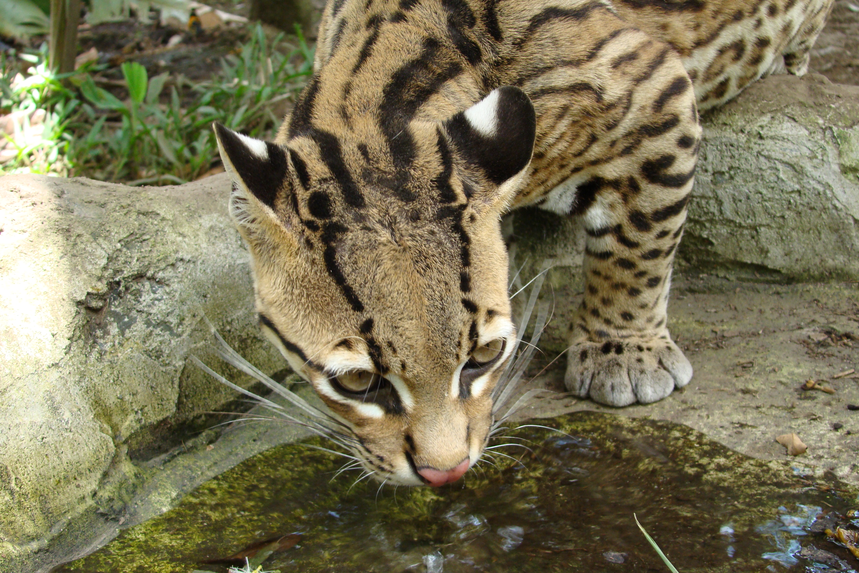 Animal Welfare And Rescue Photos All