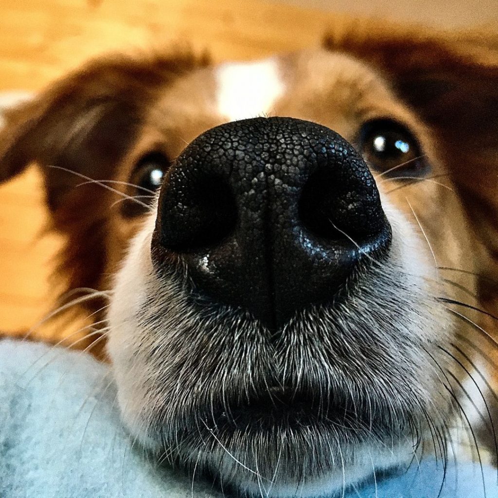 Benefits of sniffing The Leader of the Pack