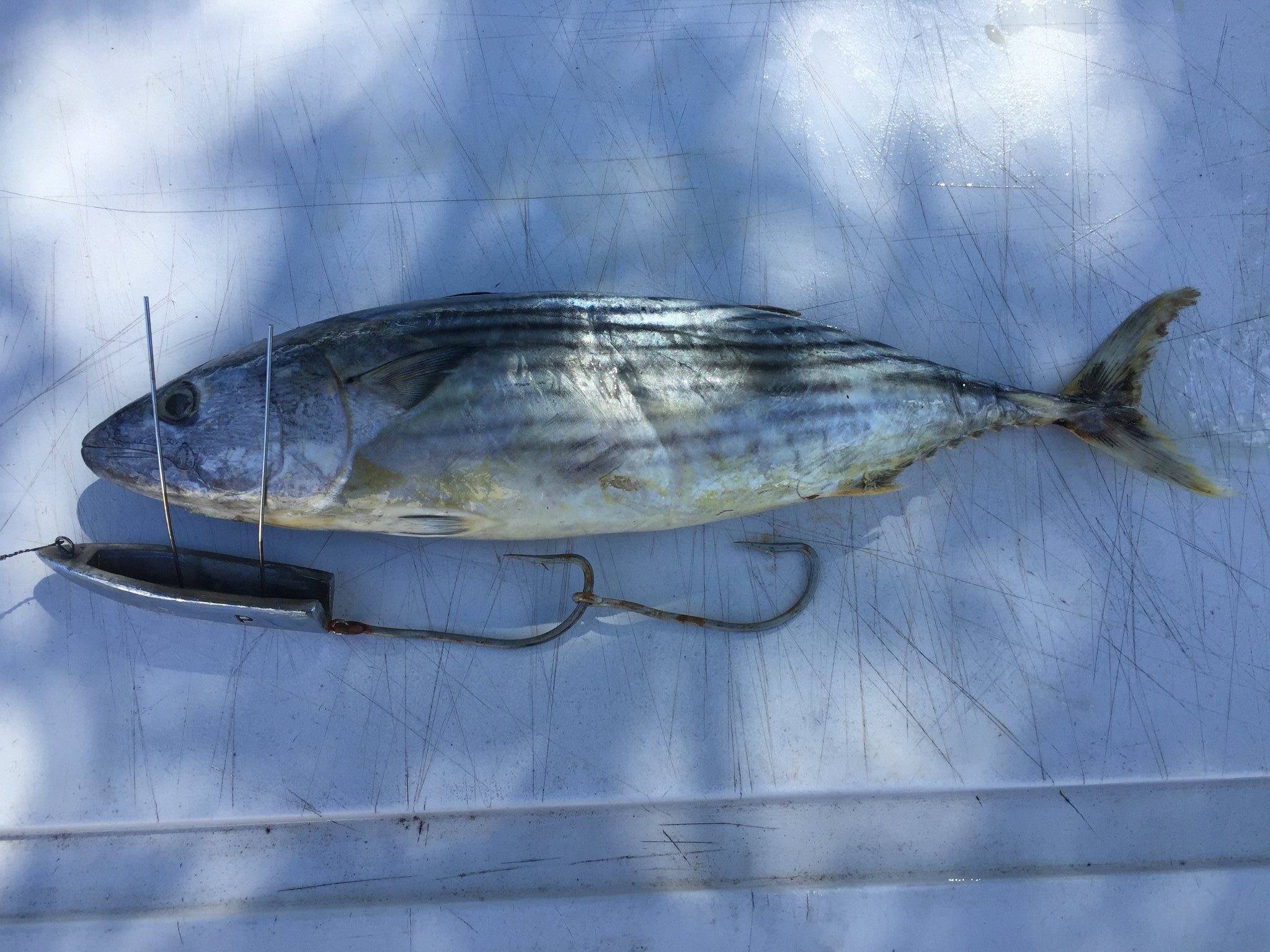 DEAD BAIT TROLLING KEEL Leadertec