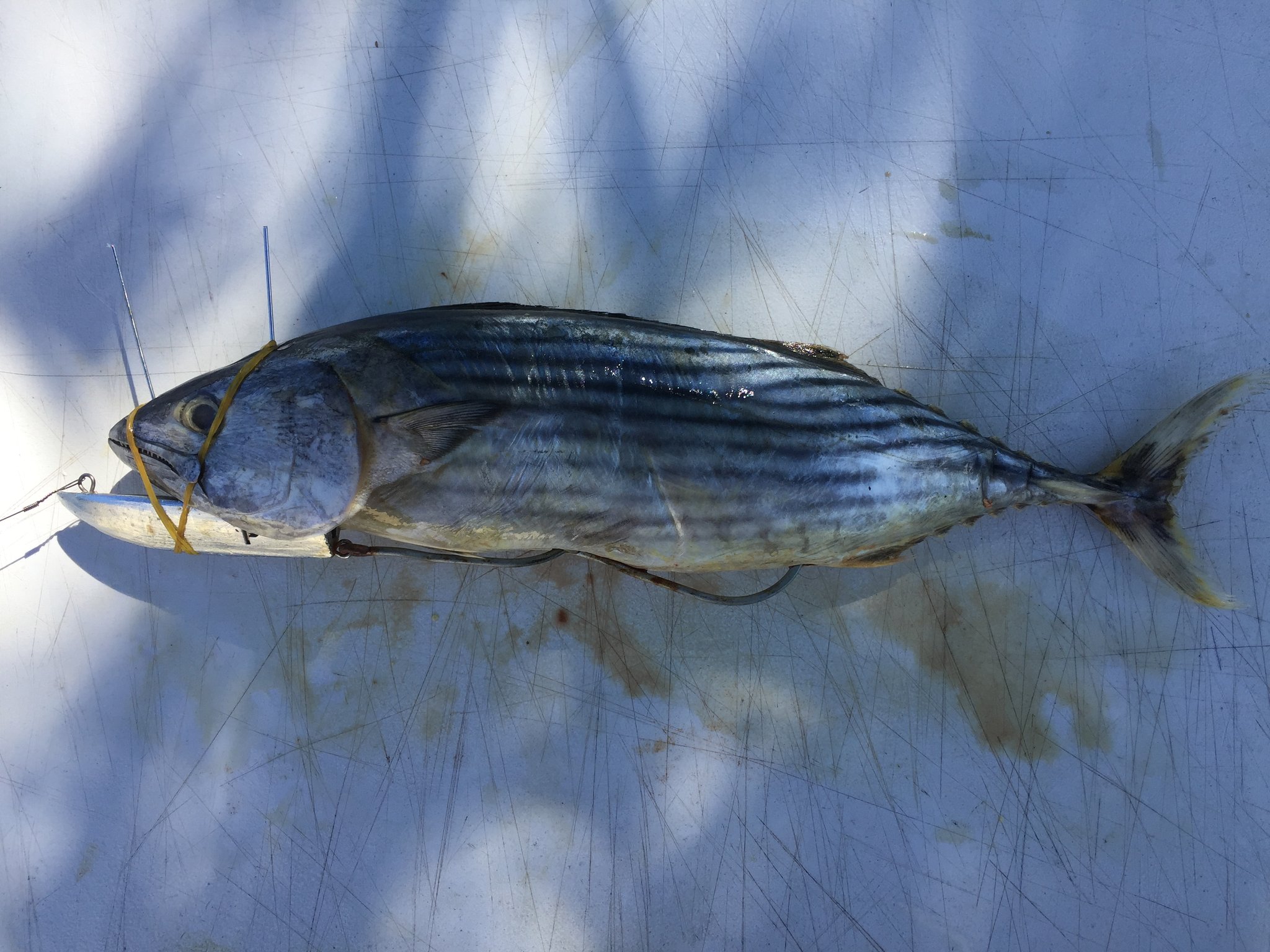 DEAD BAIT TROLLING KEEL Leadertec