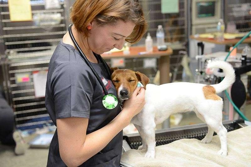 leader animal hospital cooper city florida