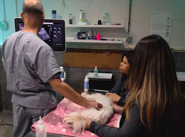 Internal Medicine LeadER Vet