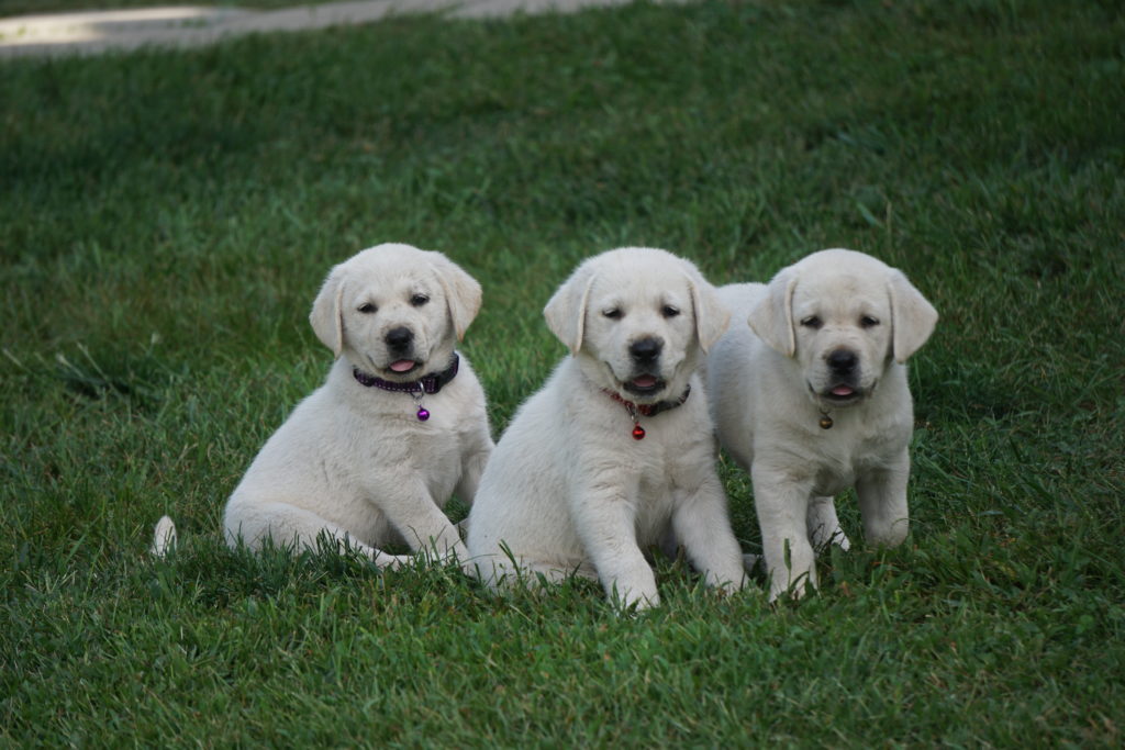 Pricing Lead Hill Labradors