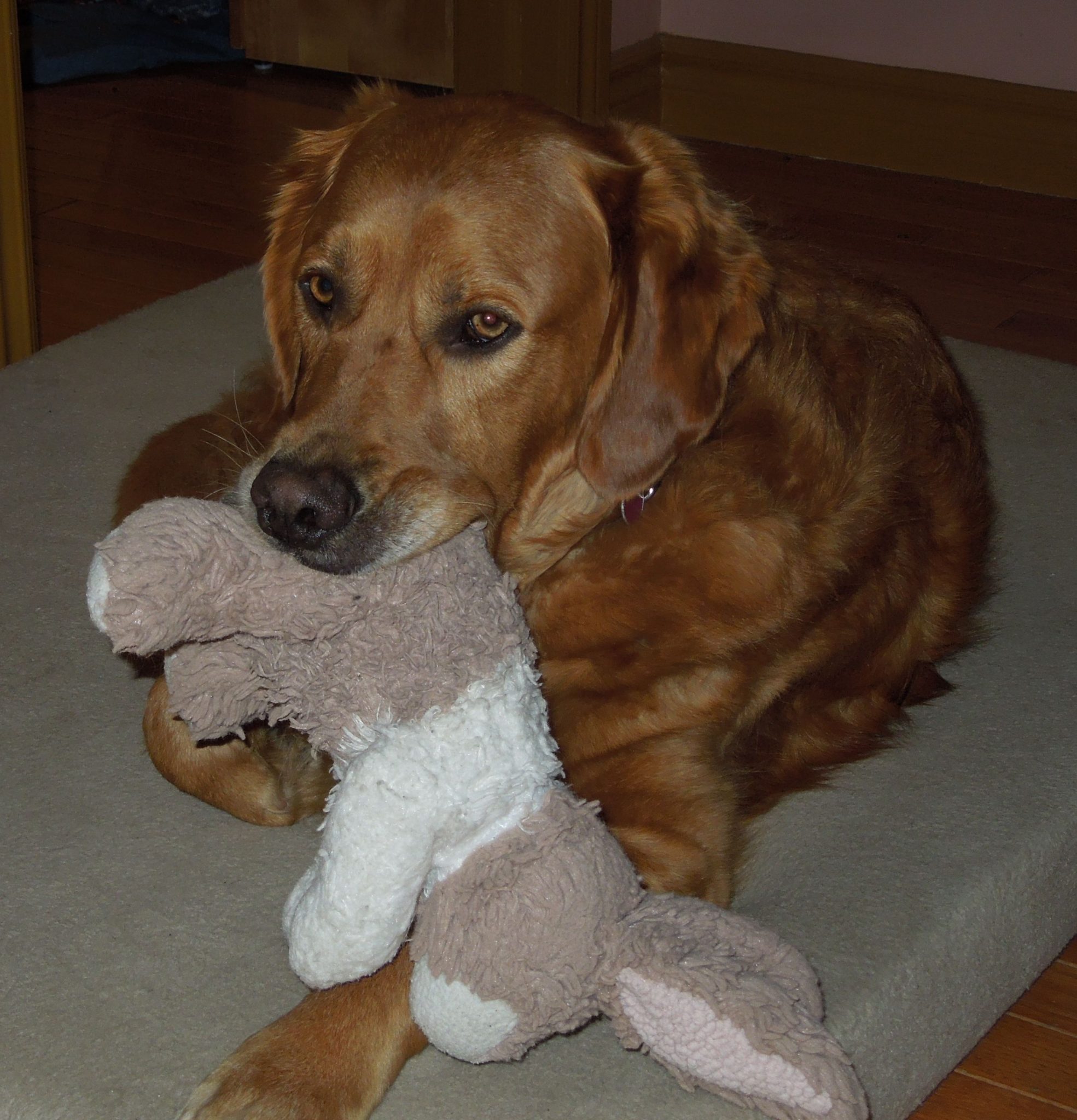 The Loss Of Our Family Dog And My Westjet Experience Leading For