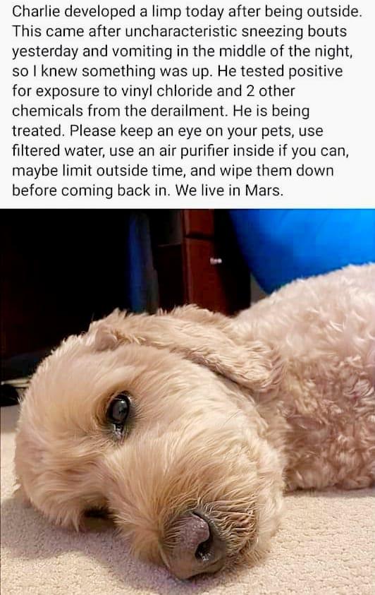 Fact Check Pennsylvania Dog Did NOT 'Test Positive' For Vinyl Chloride