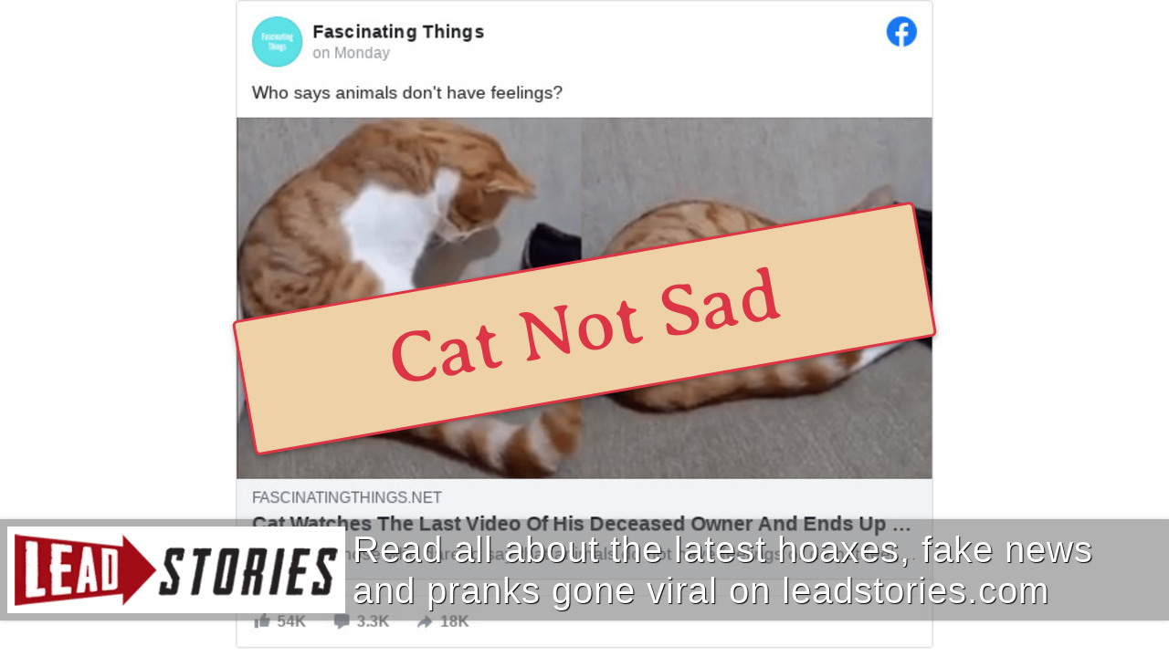 Fact Check Cat Did NOT Watch Video of Supposedly Deceased Owner Lead