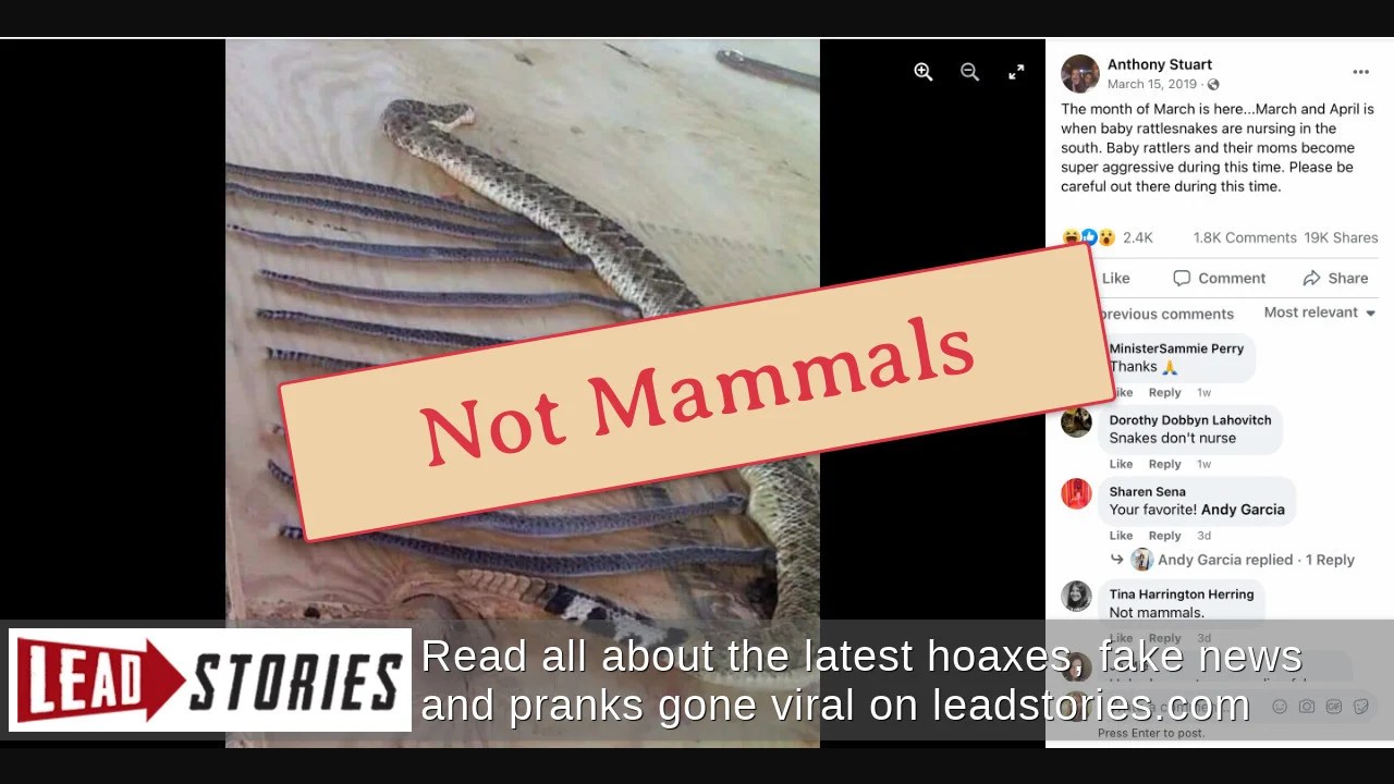 Fact Check Rattlesnakes Do NOT Nurse Their Young Lead Stories