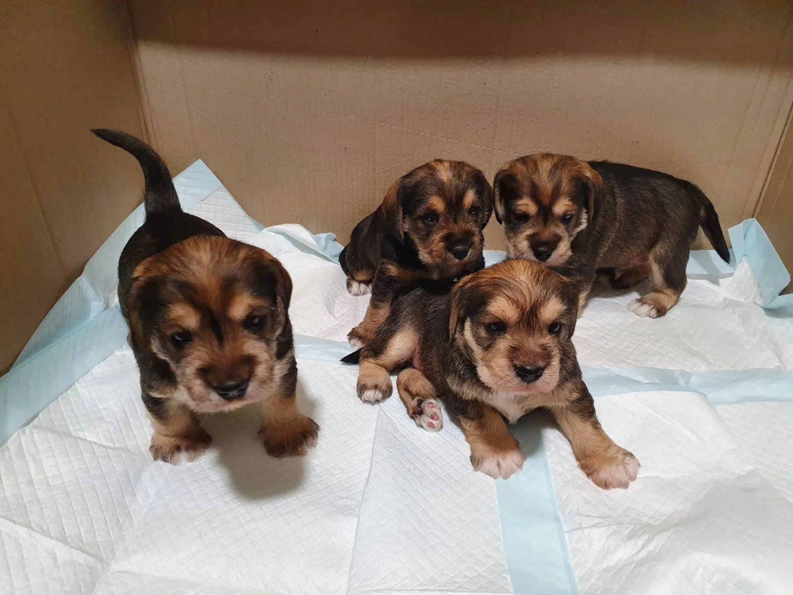 Puppies, meaning and the pursuit of happiness Lead Thrive Inspire