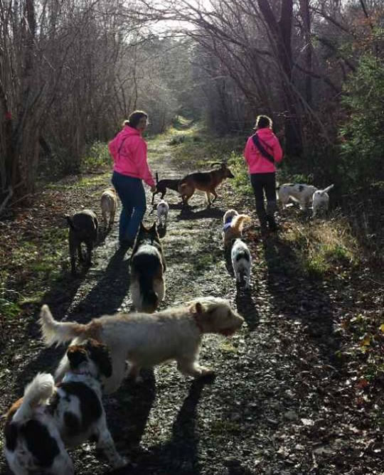 Dog Walking Lead Walkers