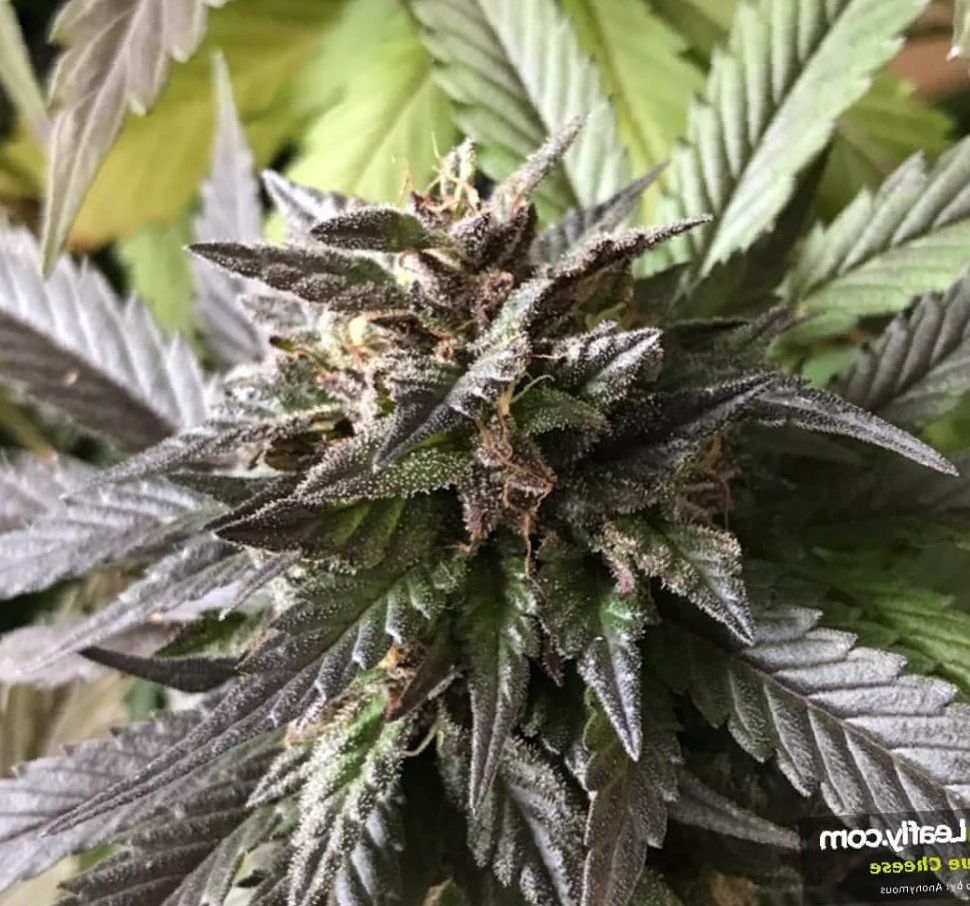 Marijuana Blue Cheese Strain Review Leaf Expert