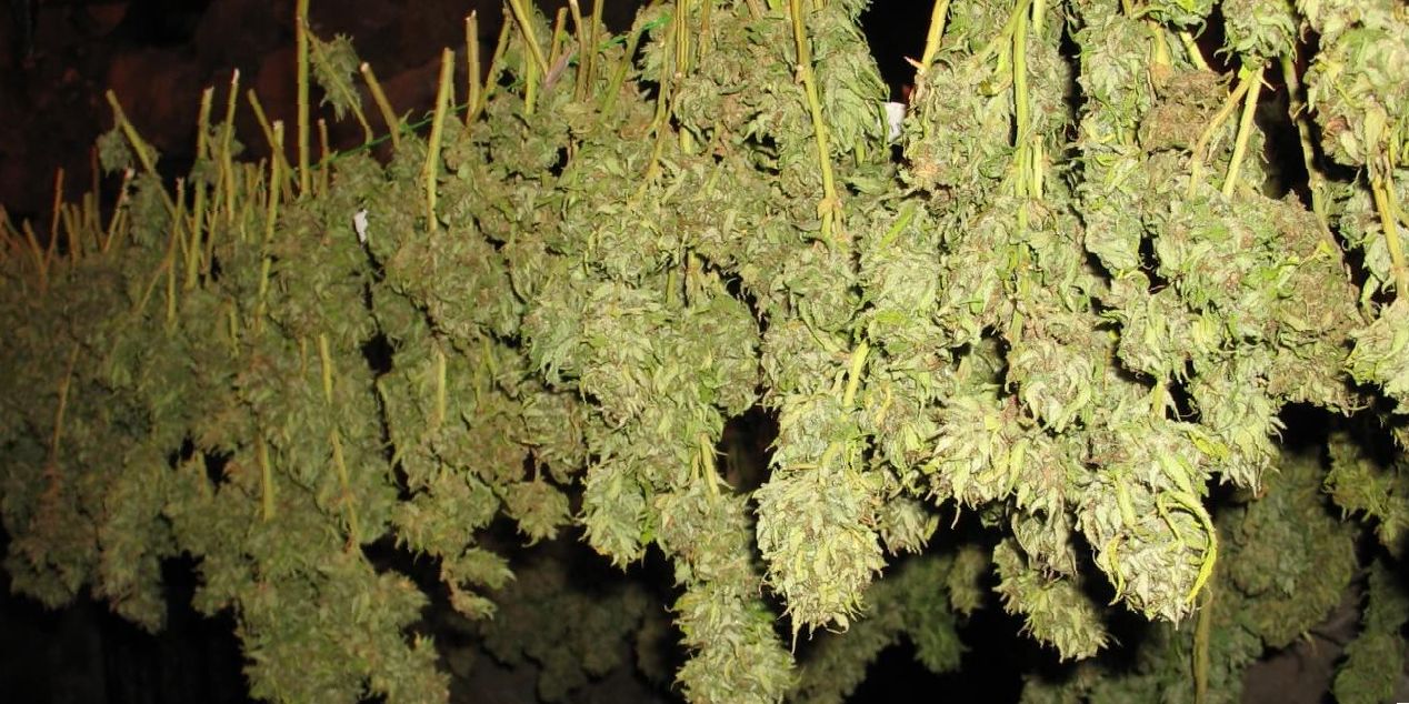 How To Dry Wet Weed Fast Leaf Expert