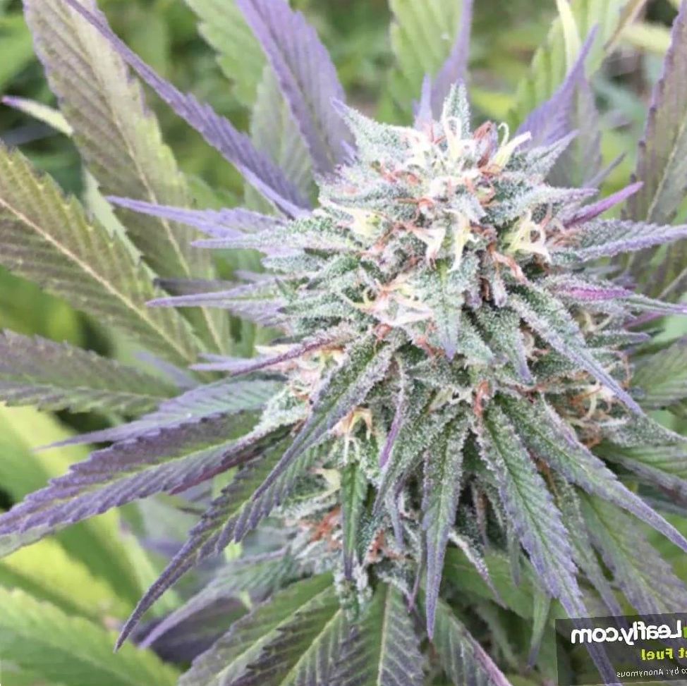 Marijuana Jet Fuel Strain Review for Leaf Expert