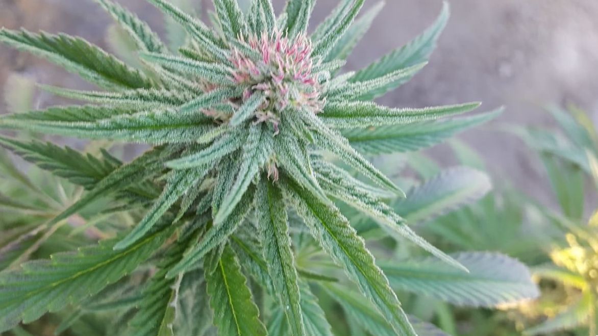 Marijuana Key Lime Pie Review for Sickle Cell Leaf Expert