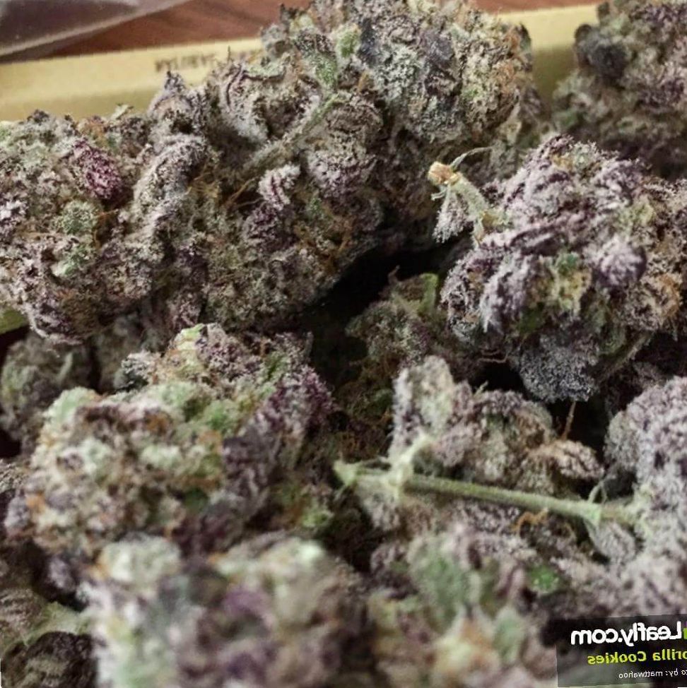 Marijuana Gorilla Cookies Strain Review Leaf Expert