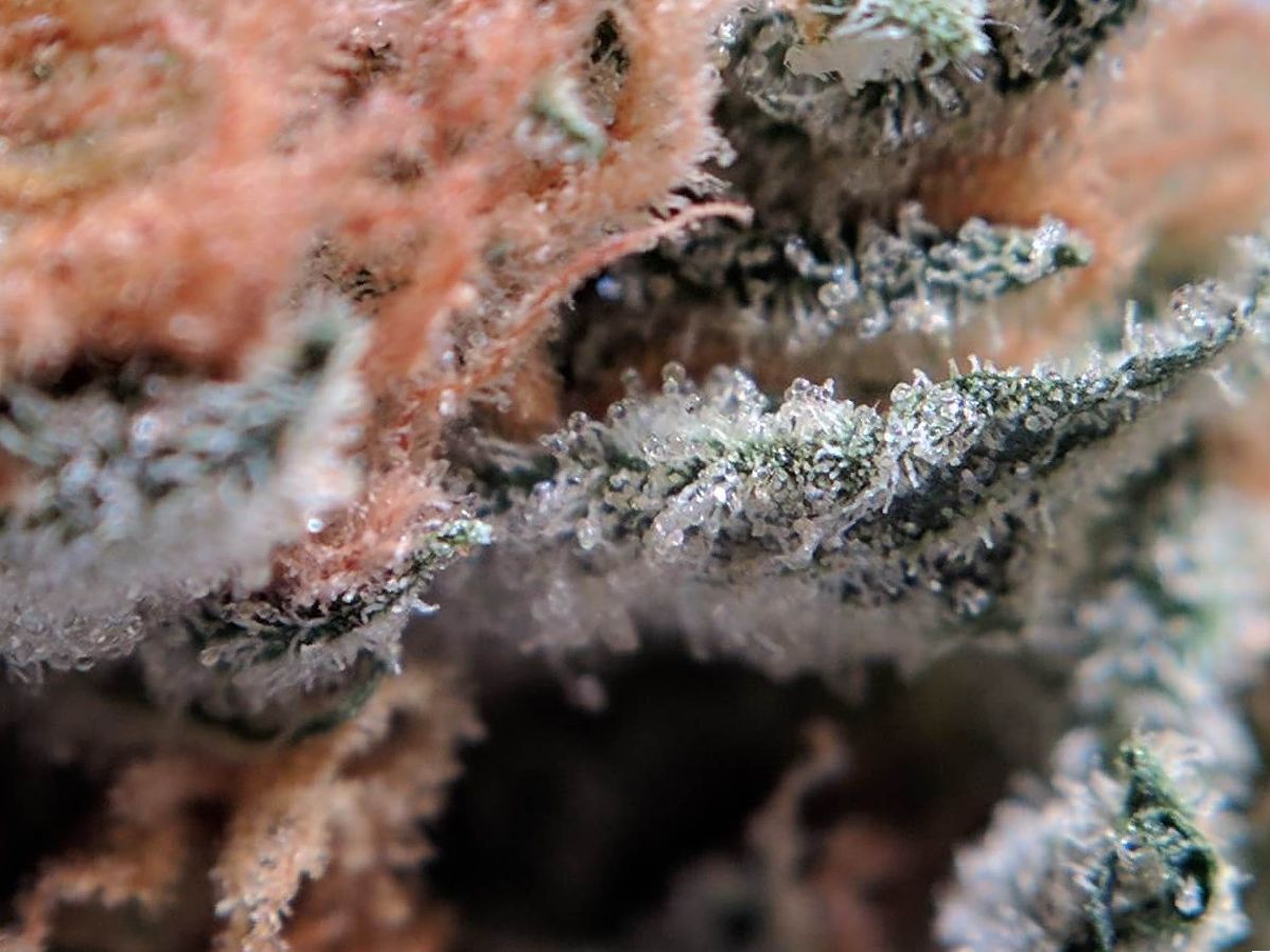 Marijuana Orange Crush Review Leaf Expert