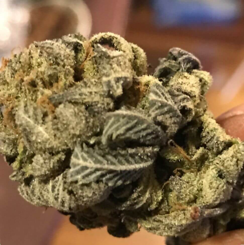 Marijuana Super Glue Strain Review for Anxiety Disorders Leaf Expert