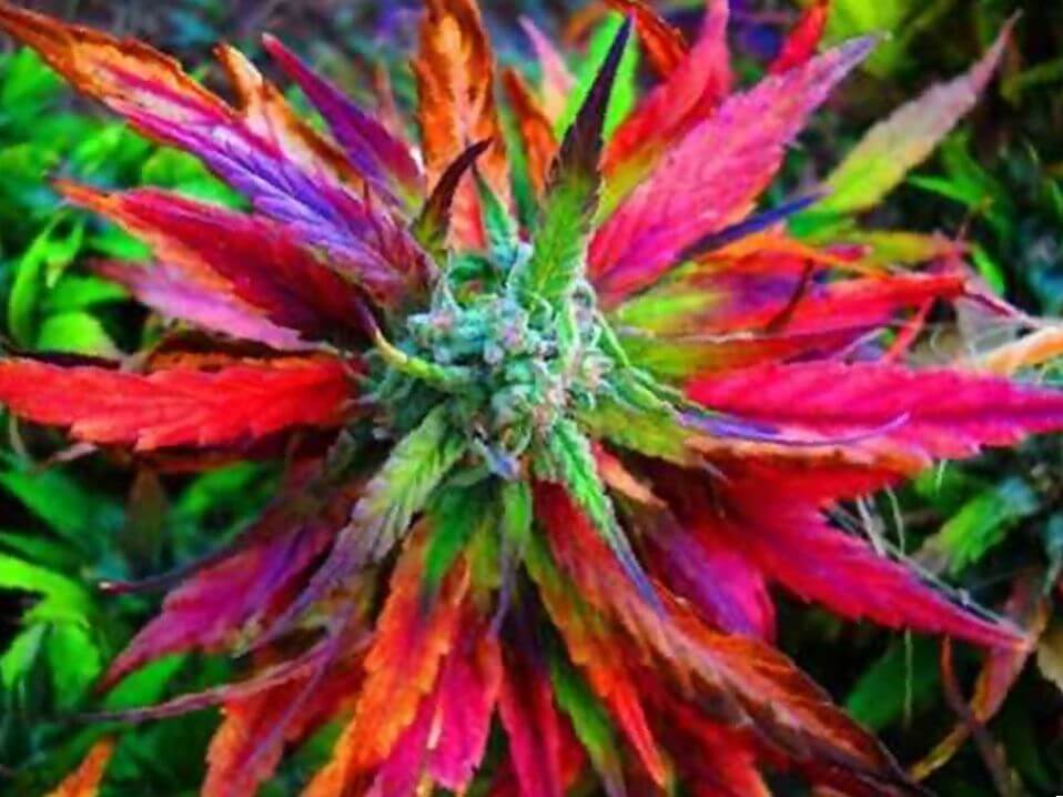 Marijuana Rainbow Kush Strain Review for Complex Regional Pain Syndrome