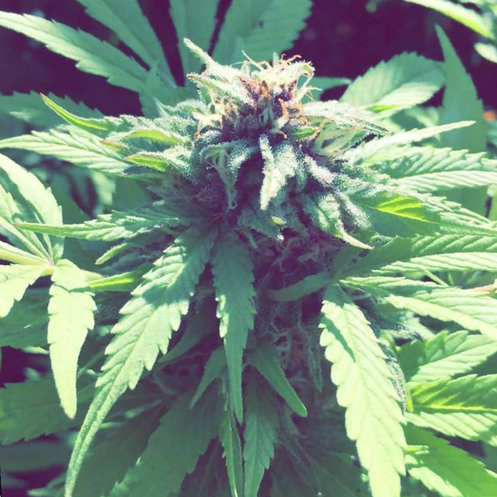 Marijuana Thin Mint Strain Review Leaf Expert