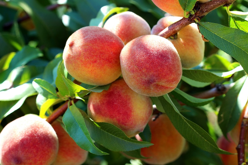 Are Peaches Good for Weight Loss? The Leaf